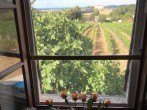 Vineyard through the window